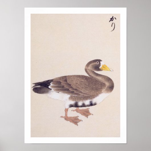  illustratie: Wilde gans Poster (Voorkant)