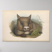  illustratie Wombat Poster (Voorkant)