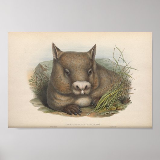 illustratie Wombat Poster (Voorkant)