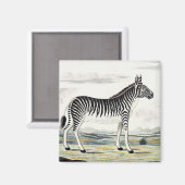 Illustratie zebra Afrika tekening van de stripper Magneet (Voorkant / Achterkant)