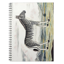 Illustratie zebra Afrika tekening van de stripper Notitieboek