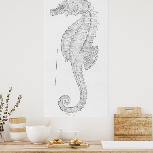 Illustratie  zeepaardje (1907) poster (Keuken)