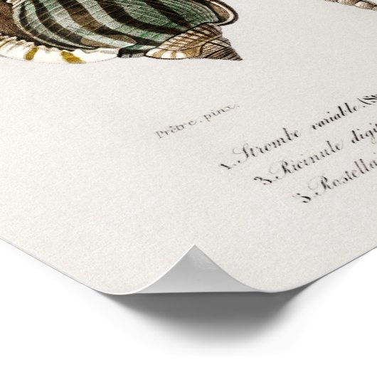 Illustratie  zeeschelpen poster (Hoek)