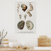 Illustratie  zeeschelpen poster (Keuken)