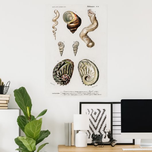 Illustratie zeeschelpen poster (Thuiskantoor)