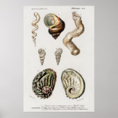 Illustratie  zeeschelpen poster (Voorkant)