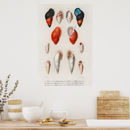 Illustratie  zeeschelpen poster (Keuken)