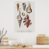 Illustratie zeeschelpen poster (Keuken)