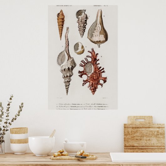 Illustratie zeeschelpen poster (Keuken)
