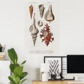 Illustratie zeeschelpen poster (Thuiskantoor)