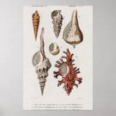 Illustratie zeeschelpen poster (Voorkant)