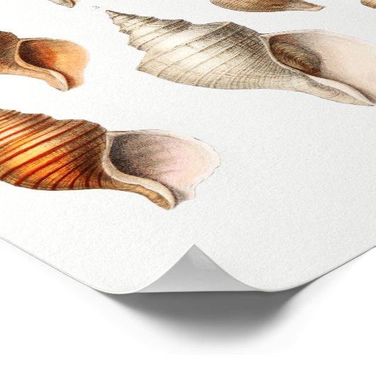 Illustratie zeeschelpen poster (Hoek)