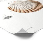Illustratie  zeeschelpen poster (Hoek)