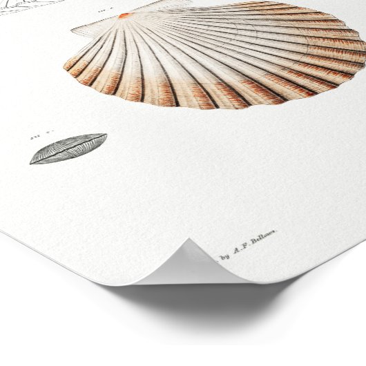 Illustratie  zeeschelpen poster (Hoek)