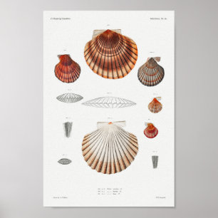 Illustratie  zeeschelpen poster