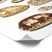 Illustratie  zeeschelpen poster (Hoek)