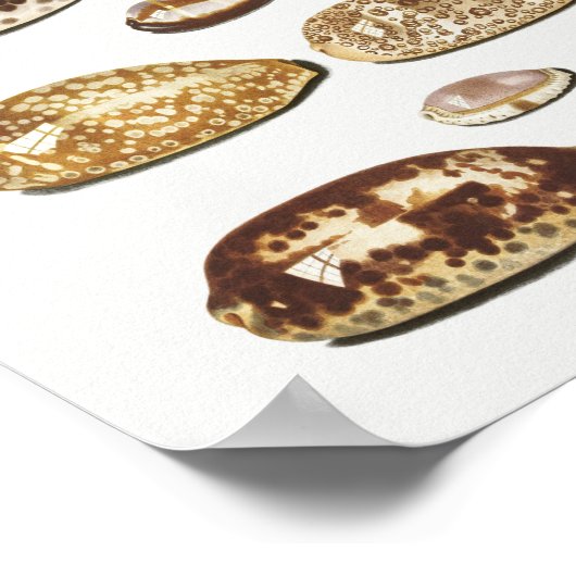 Illustratie  zeeschelpen poster (Hoek)