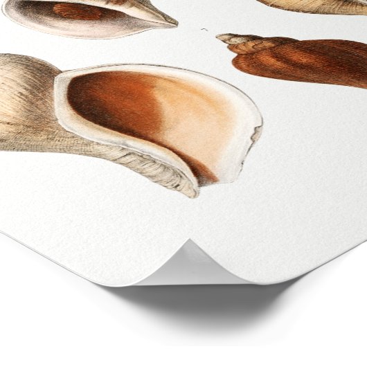 Illustratie  zeeschelpen poster (Hoek)