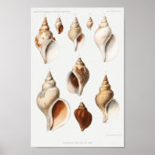 Illustratie  zeeschelpen poster (Voorkant)
