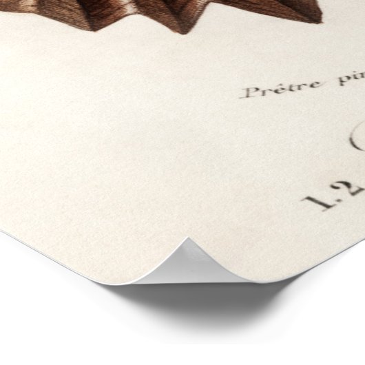 Illustratie zeeschelpen poster (Hoek)