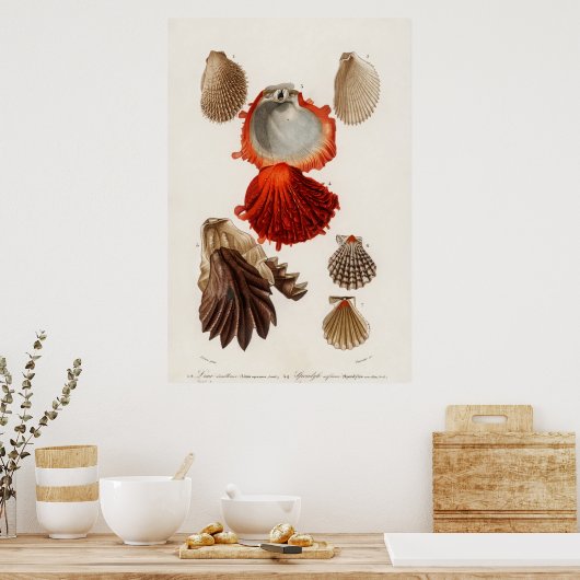 Illustratie zeeschelpen poster (Keuken)