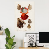 Illustratie  zeeschelpen poster (Thuiskantoor)