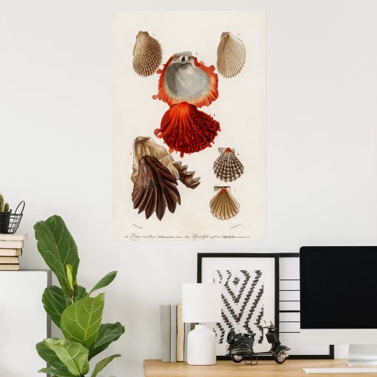 Illustratie  zeeschelpen poster (Thuiskantoor)