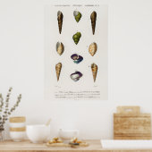 Illustratie  zeeschelpen poster (Keuken)