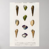 Illustratie zeeschelpen poster (Voorkant)
