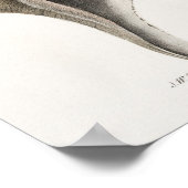 Illustratie zeeschelpen poster (Hoek)