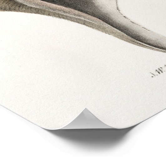 Illustratie  zeeschelpen poster (Hoek)