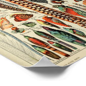 Illustratie  zeevogel poster (Hoek)