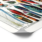 Illustratie  zeevogel poster (Hoek)