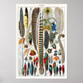 Illustratie  zeevogel poster (Voorkant)