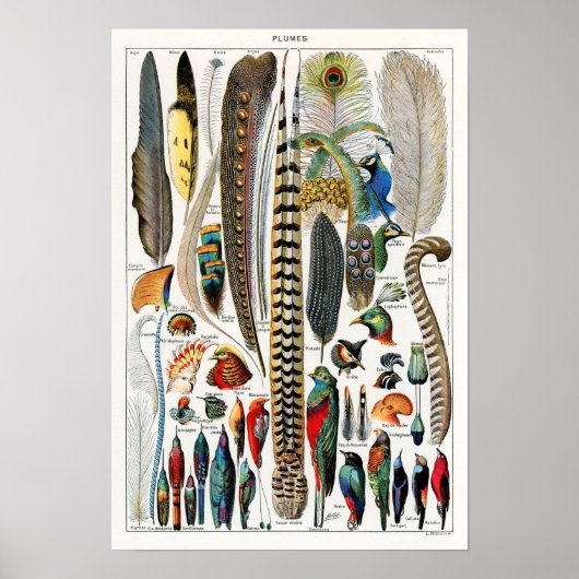 Illustratie  zeevogel poster (Voorkant)