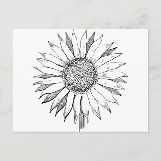 Illustratie zonnebloem briefkaart (Voorkant)