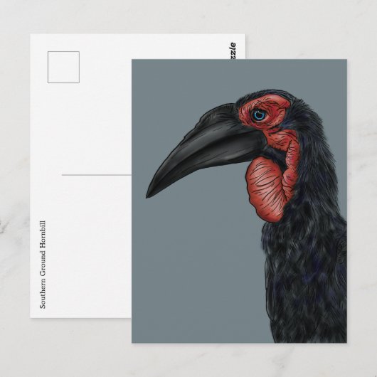 Illustratie Zuid-Ground Hornbill Briefkaart (Voorkant / Achterkant)