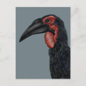 Illustratie Zuid-Ground Hornbill Briefkaart (Voorkant)