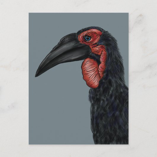 Illustratie Zuid-Ground Hornbill Briefkaart (Voorkant)