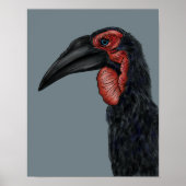 Illustratie Zuid-Ground Hornbill Poster (Voorkant)
