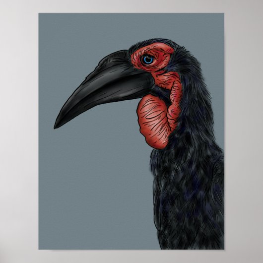 Illustratie Zuid-Ground Hornbill Poster (Voorkant)