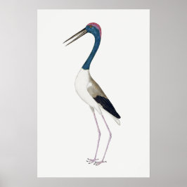  illustratie Zwarte hals ooievaar Poster