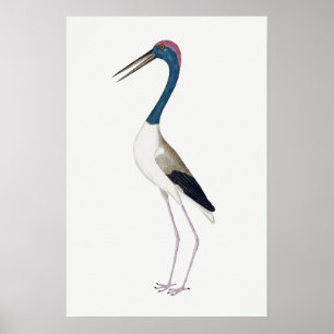  illustratie Zwarte hals ooievaar Poster