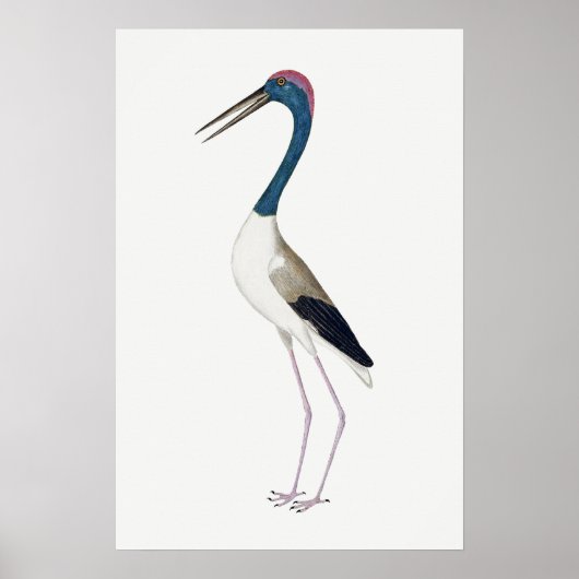 illustratie Zwarte hals ooievaar Poster (Voorkant)