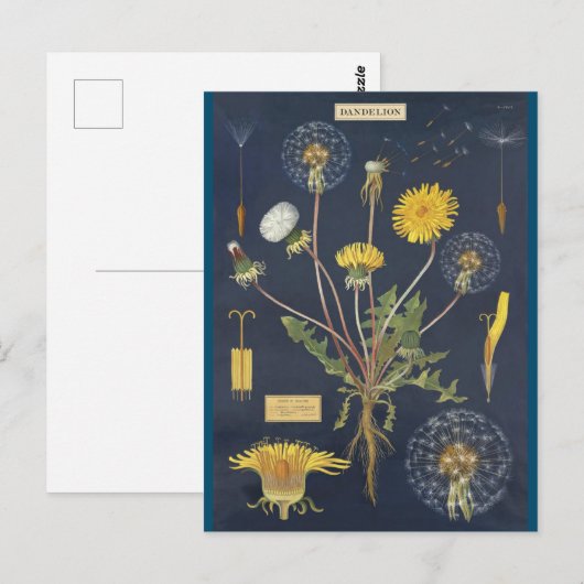 Illustratieblad Briefkaart (Voorkant / Achterkant)