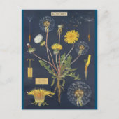 Illustratieblad Briefkaart (Voorkant)