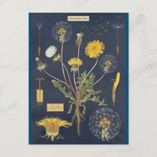 Illustratieblad Briefkaart (Voorkant)