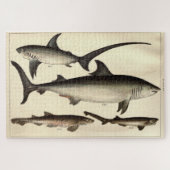 Illustratief diagram van de  haai (1901) legpuzzel (Horizontaal)