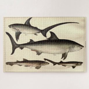 Illustratief diagram van de  haai (1901) legpuzzel