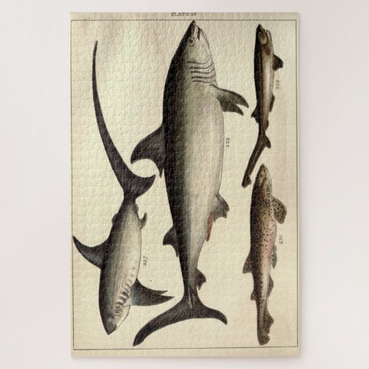 Illustratief diagram van de  haai (1901) legpuzzel (Verticaal)